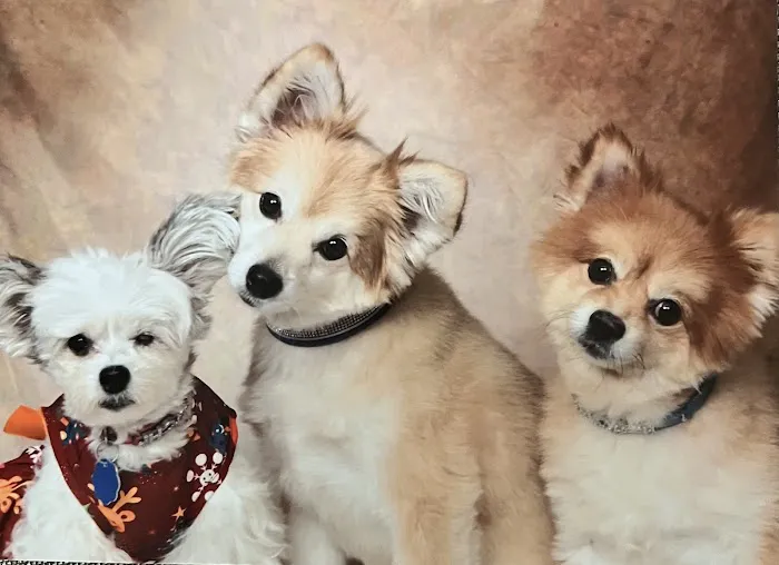 Furberrys Pet Boutique Picture 4