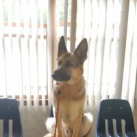 Farview Animal Clinic- Paramus Dr Mosaad ico