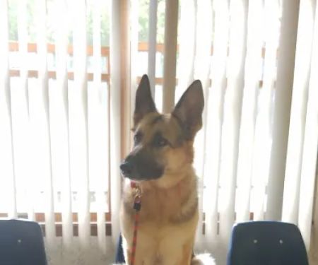 Farview Animal Clinic- Paramus Dr Mosaad