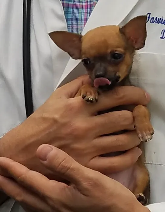 Farview Animal Clinic- Paramus Dr Mosaad Picture 7