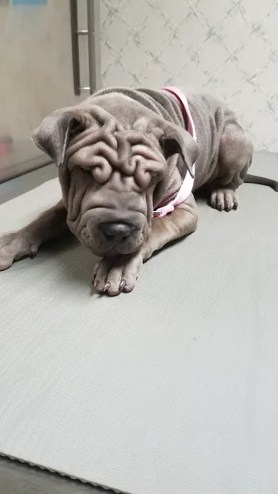 Farview Animal Clinic- Paramus Dr Mosaad Picture 5