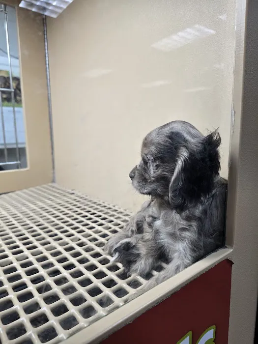 Petland Mall of Georgia Picture 2