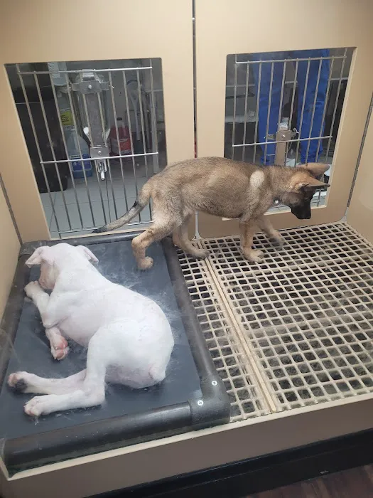 Petland Mall of Georgia Picture 7