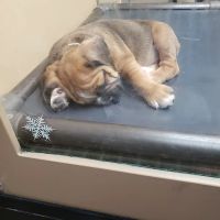 Petland Mall of Georgia ico