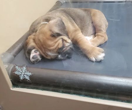 Petland Mall of Georgia