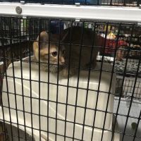 Pet Supermarket ico