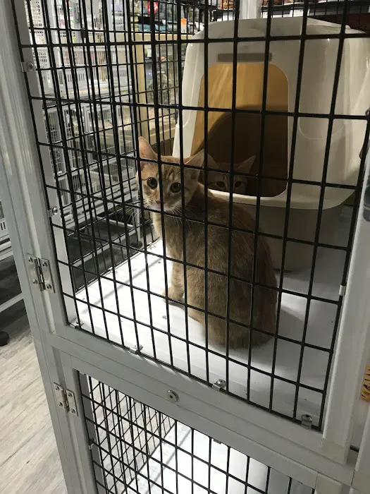 Pet Supermarket Picture 4