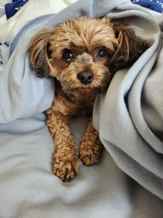 Healing Paws Veterinary Care Picture 6