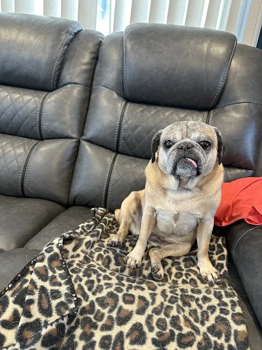 Healing Paws Veterinary Care Picture 8