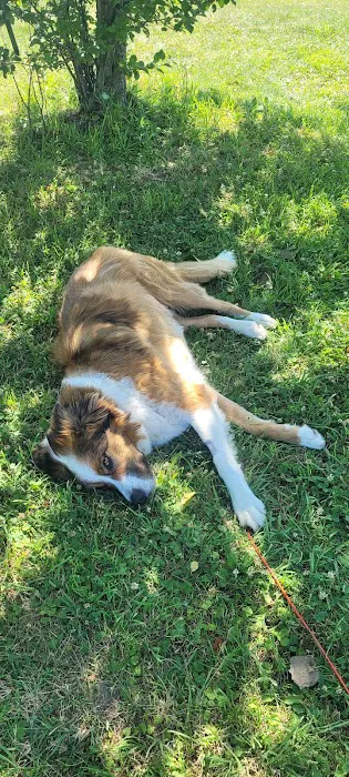 Healing Paws Veterinary Care Picture 2