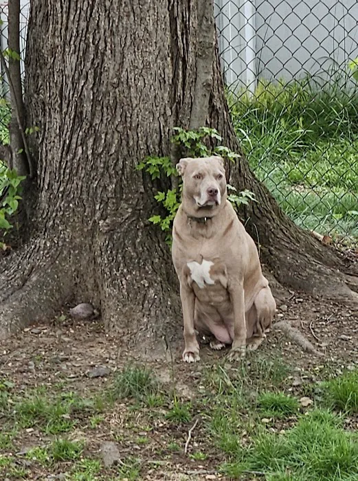 Healing Paws Veterinary Care Picture 5