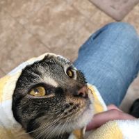 Meisels Animal Hospital ico