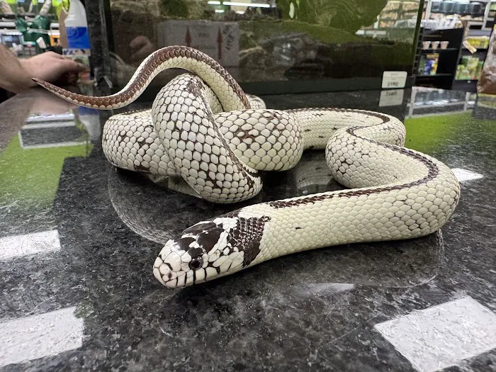 Curious Pets and Curiosities, Inc Picture 10