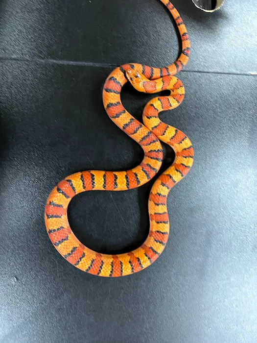 Curious Pets and Curiosities, Inc Picture 7