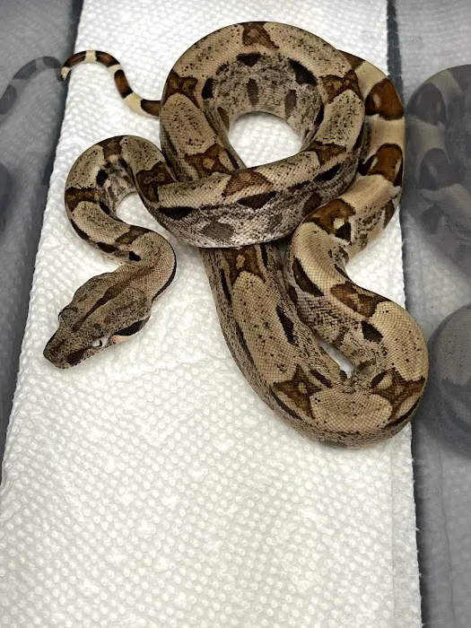 Curious Pets and Curiosities, Inc Picture 6