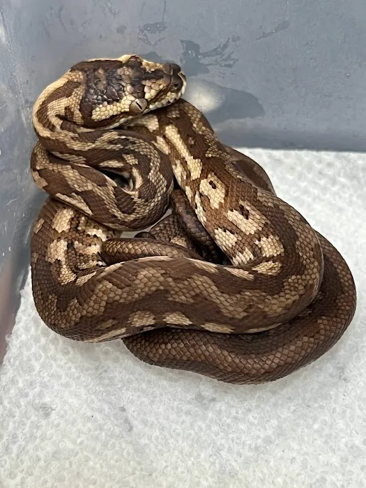 Curious Pets and Curiosities, Inc Picture 8