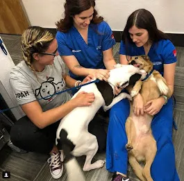 Pleasant Plains Animal Hospital South Picture 3