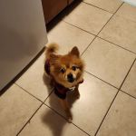 Pleasant Plains Animal Hospital South