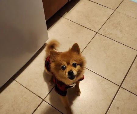 Pleasant Plains Animal Hospital South
