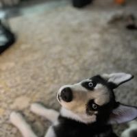 Vetco Vaccination Clinic ico