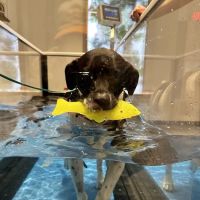 Sage Canine Rehabilitation Center ico