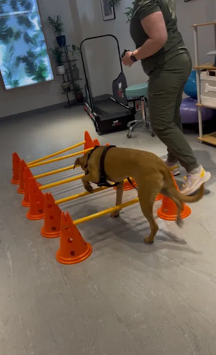 Sage Canine Rehabilitation Center Picture 5