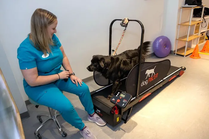 Sage Canine Rehabilitation Center Picture 7
