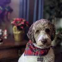 The Puppy Pantry ico