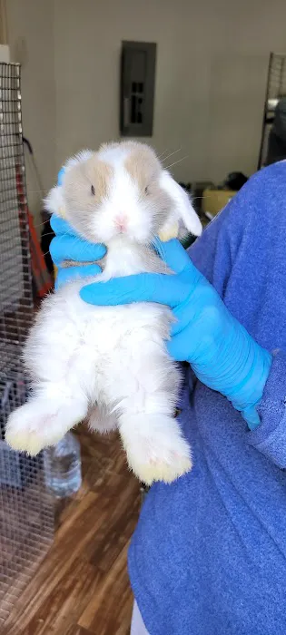 Little Whiskers Appointments Only Picture 1