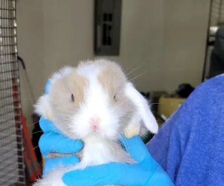 Little Whiskers Appointments Only
