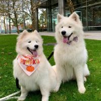 Newport Veterinary Center ico