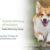 Animal Infirmary of Hoboken ico