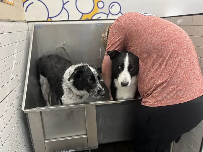 Pet Supermarket Picture 2