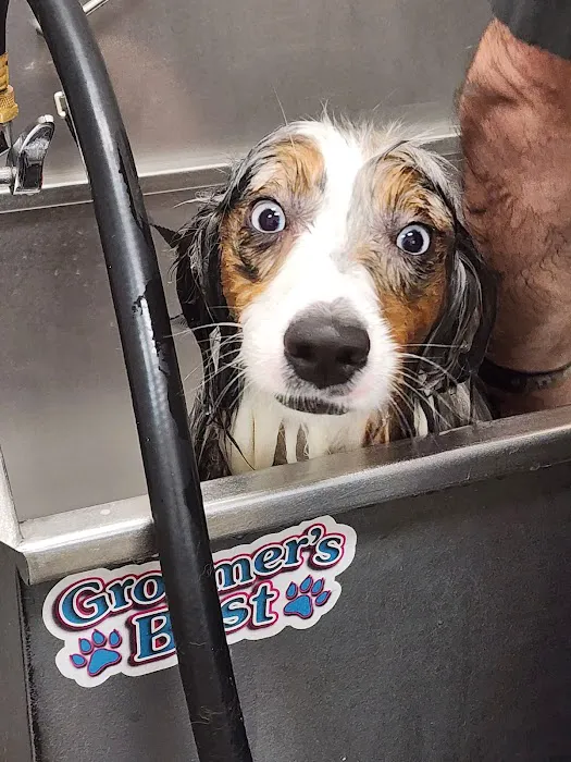 Pet Supermarket Picture 3