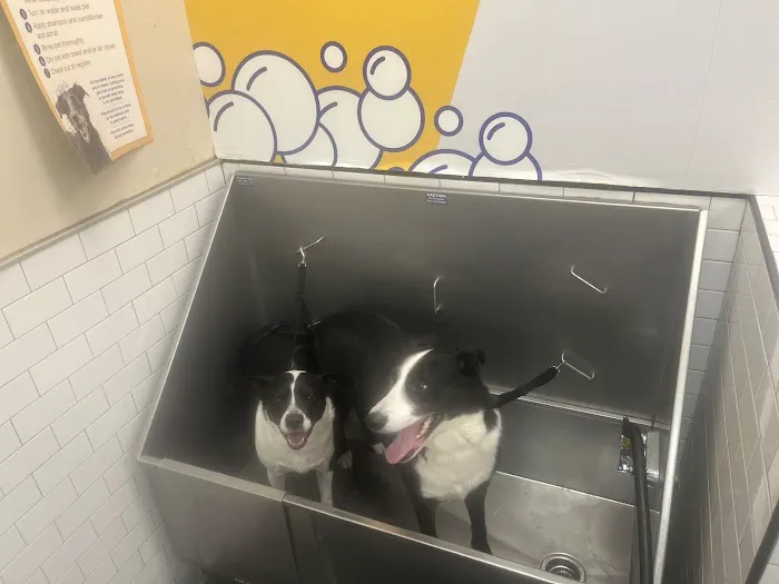 Pet Supermarket Picture 8