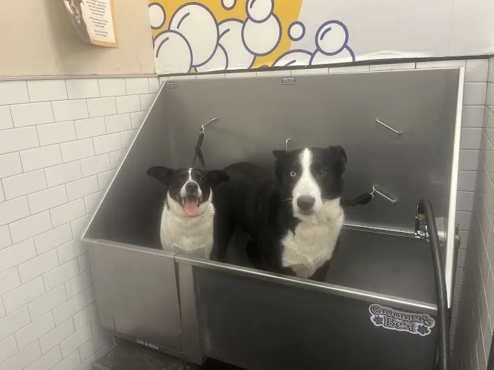 Pet Supermarket Picture 7