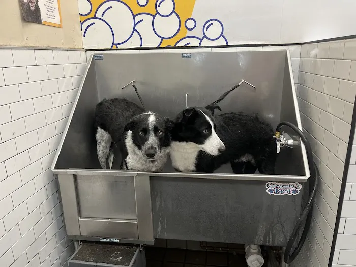 Pet Supermarket Picture 10