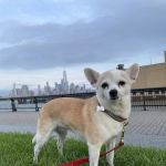 Hoboken Animal Hospital Pa: Martin Emmanuelle DVM