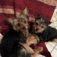 Vetco Total Care Animal Hospital ico