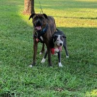 Dixie May’s ico