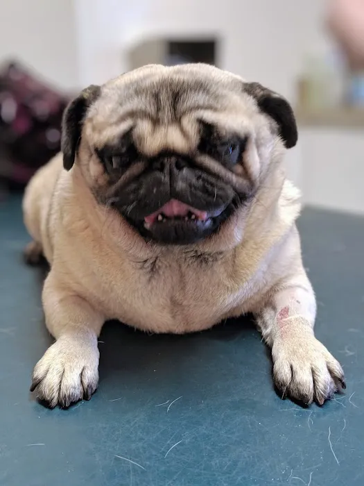 Richmond Valley Veterinary Practice Picture 10