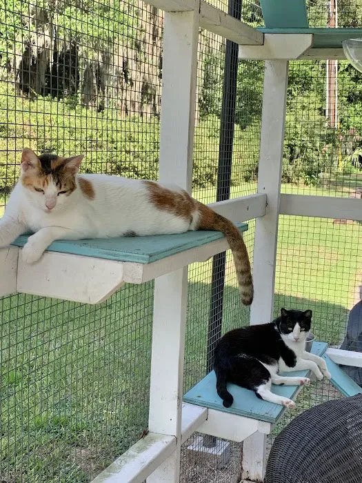 Catio BoB Picture 3