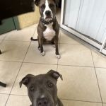 Rahway Veterinarian