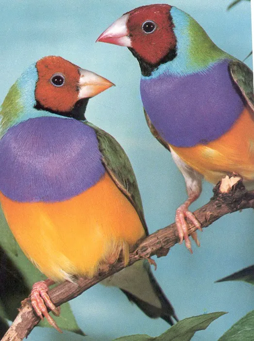 Classic Design Aviaries Picture 7