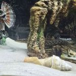 Fish Gallery - Athens