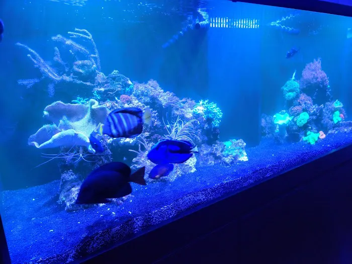 Fish Gallery - Athens Picture 10
