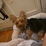 Roselle Park Animal Hospital