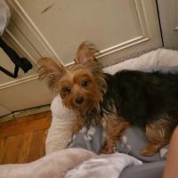 Roselle Park Animal Hospital ico