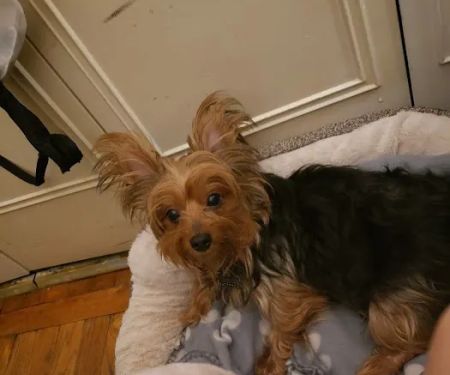 Roselle Park Animal Hospital
