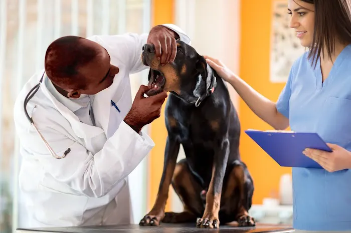 Roselle Park Animal Hospital Picture 4